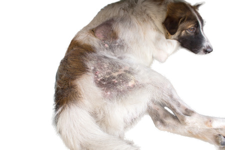 Sick dog with skin diseases on white backgroundの写真素材