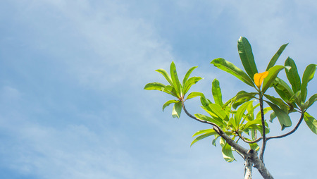 View from below  tree with blue sky background at spring sunny dayの写真素材