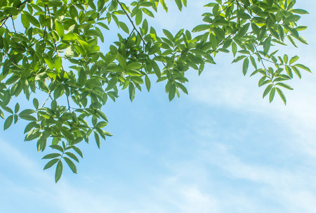 View from below  tree with blue sky background at spring sunny dayの写真素材