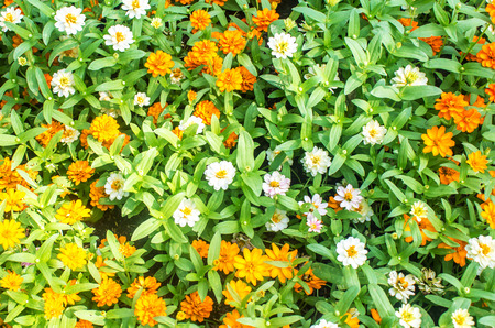 Little yellow and white Daisyの写真素材