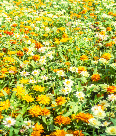 Little yellow and white Daisyの写真素材