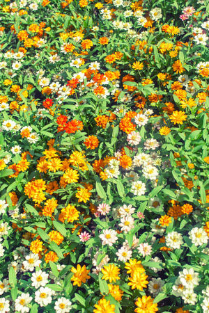 Little yellow and white Daisyの写真素材