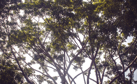 forest trees. nature green wood sunlight backgrounds.の写真素材