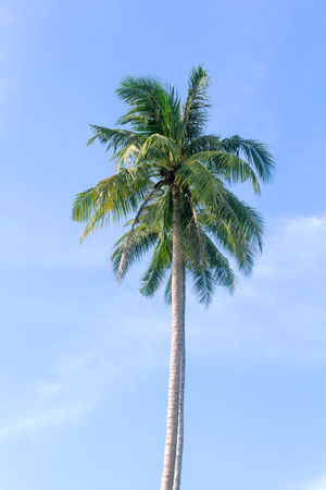 An image of  palm trees in the blue sunny skyの写真素材