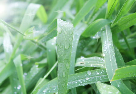 Dew on a grass in springの写真素材