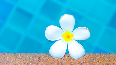 Plumeria floating in blue water at swiming poolの写真素材