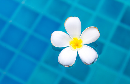 Plumeria floating in blue water at swiming poolの写真素材