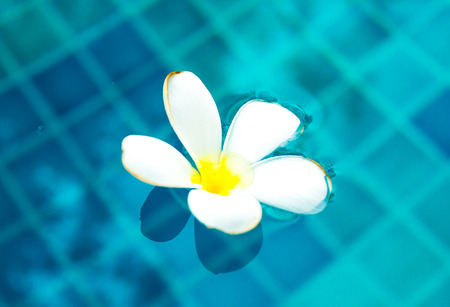 Plumeria floating in blue water at swiming poolの写真素材