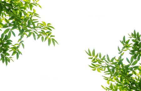 View from below  tree with blue sky background at spring sunny dayの写真素材