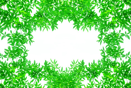 Green leaves frame isolated on white backgroundの写真素材