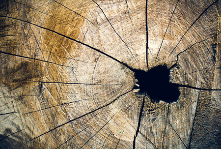 cracked wood board with texture of tree stumpの写真素材