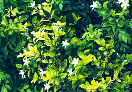 Thai white jasmine flower in the gardenの写真素材