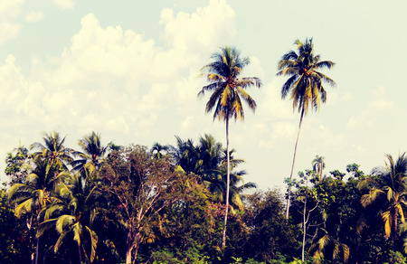 Coconut groves
