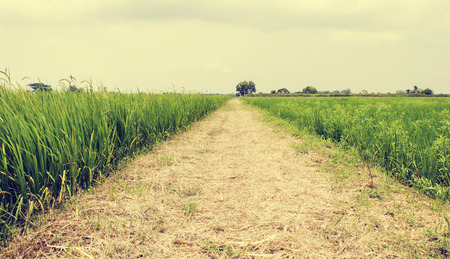 Image style retro ,Rice field in rural and fresh