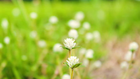 green grass close upの写真素材