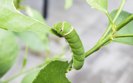 Little caterpillar eat the leaf on branchesの写真素材