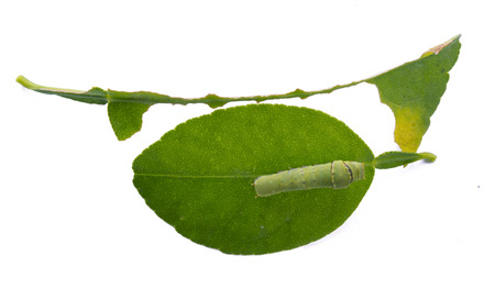 Little caterpillar on the leaf ,Isolated on white の写真素材
