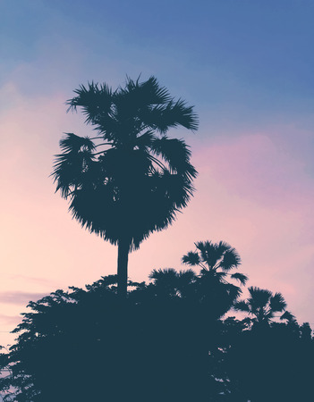 Palm trees in  sunset light  at Thailand beachの写真素材