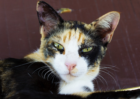 Portrait of a spotted cat, close upの写真素材
