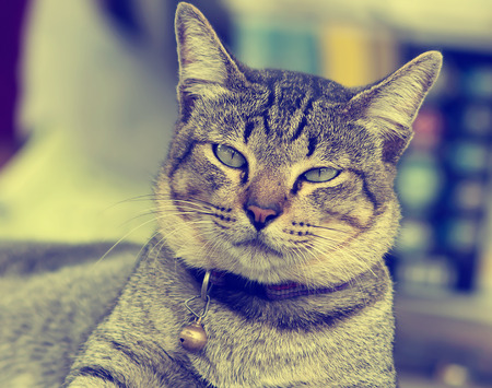 Cat Looking At Camera,vintage styleの写真素材