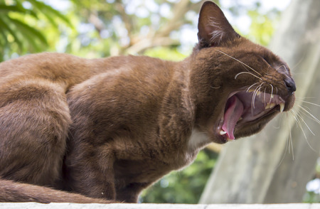 A cat brown in natural surroundings having a good yawn. Slight motion blur to the mouth areaの写真素材