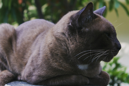 cat sleeping on the wall ,ignores the cameraの写真素材