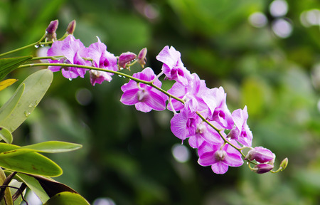 Beautiful purple orchid on green nature backgroundの写真素材