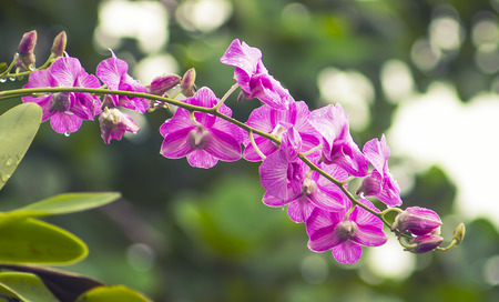 Beautiful purple orchid on green nature backgroundの写真素材