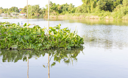 Water hyacinth in the riverの写真素材