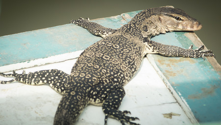 Varanus salvator it lying on a wooden board.の写真素材