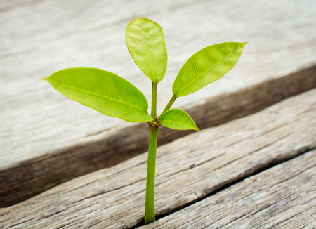 plant sprout on the wooden floor,vintage styleの写真素材