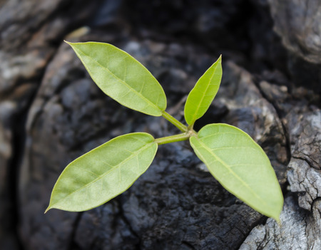 Green leaves with wood stumpの写真素材