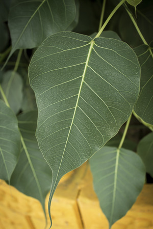 Close-up of  pipal leafの写真素材