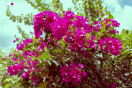 Pink Bougainvillea flowers on sky backgroundの写真素材