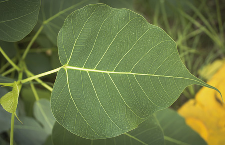 Close-up of  pipal leafの写真素材