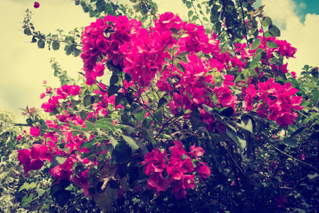 Pink Bougainvillea flowers on sky backgroundの写真素材
