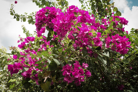 Pink Bougainvillea flowers on sky backgroundの写真素材