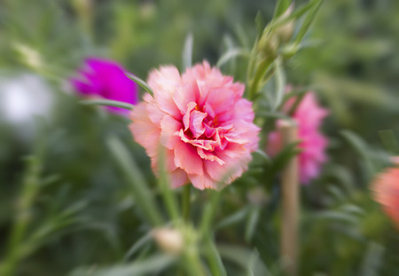 portulaca flowers in the garden.の写真素材