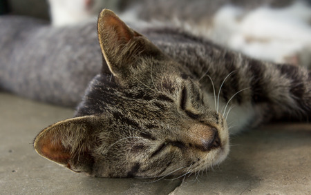 Image portrait is cat sleepの写真素材