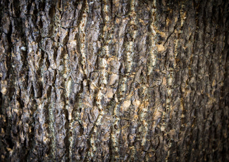 Tree bark with textureの写真素材