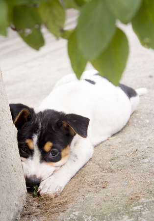 Puppy dog sleep under the treeの写真素材