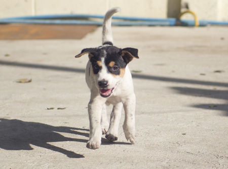 cute puppy dog runing outdoorの写真素材