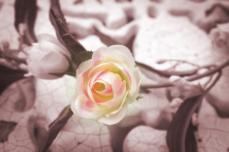 vintage roseの写真素材