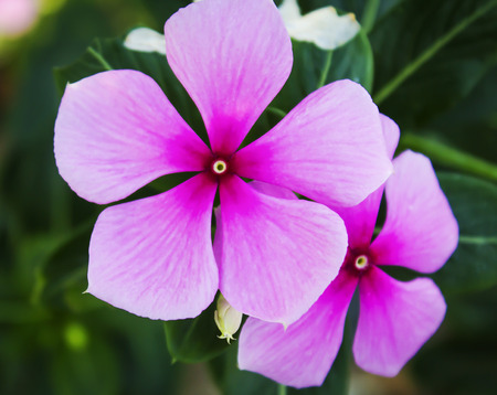 Purple Catharanthus roseus, close upの写真素材