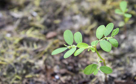 Green sprout growing on soilの写真素材