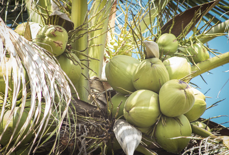 Vintage retro style picture of coconut treeの写真素材
