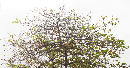 tree branches isolated on white backgroundの写真素材