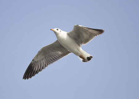 seagull flying background blue skyの写真素材