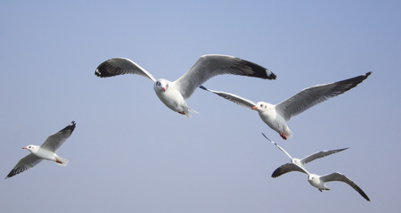seagull flying background blue sky