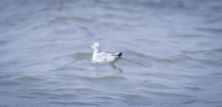 Seagulls in the sea,Image is blurの写真素材
